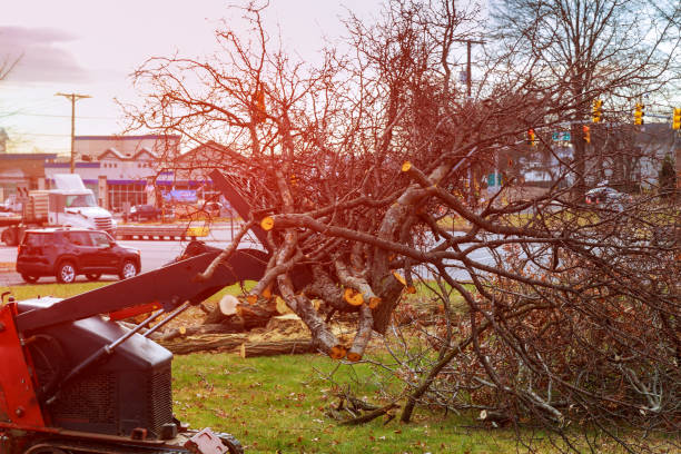 Trusted Green Oaks, IL Tree Care Experts